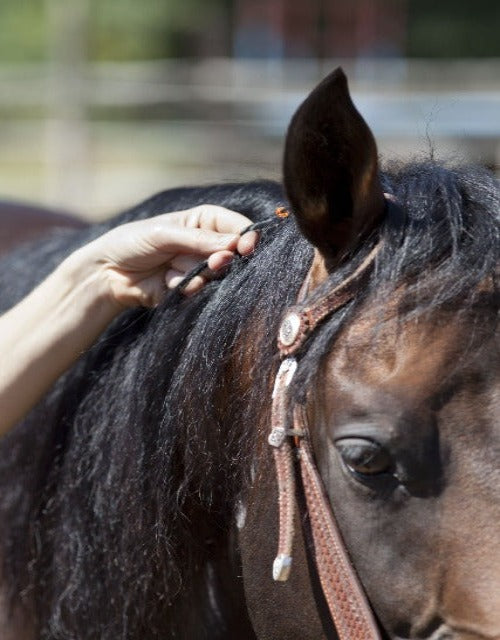 master pferde perle beyondmatters