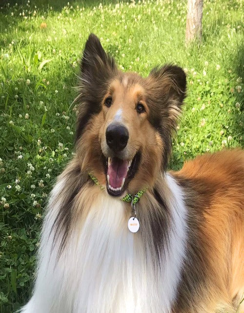 master hundemarke harmonisiert