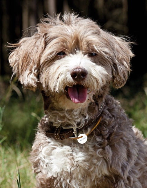 Balance Hunde Marke - balance dog tag